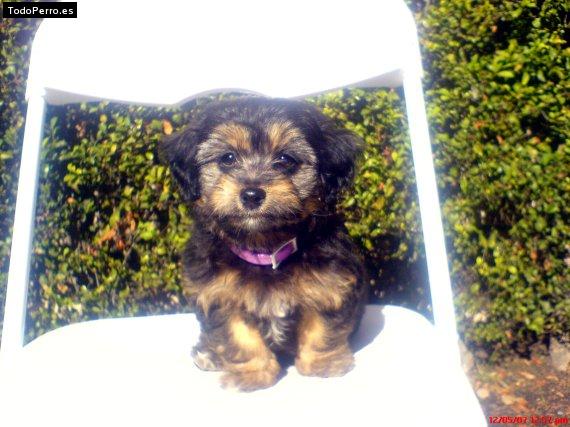 Foto del perro Randy