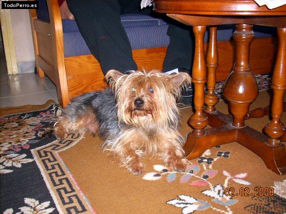 Foto del perro Peter