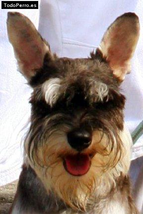 La foto del perro Goofy Foto del perro Goofy