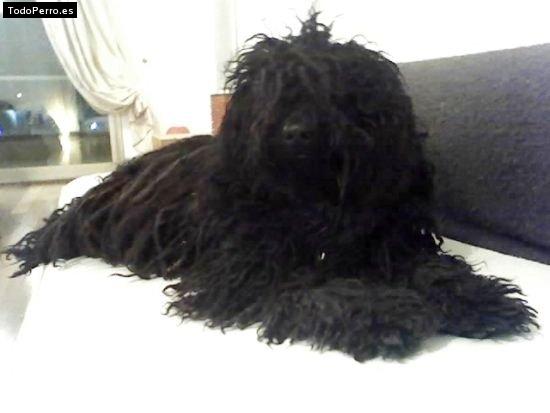 Foto del perro Marley