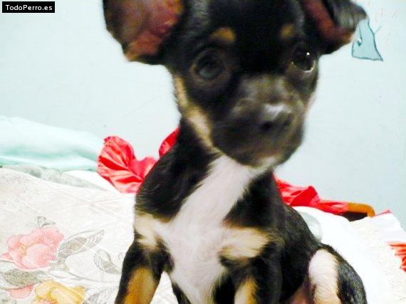 Foto del perro Mamut