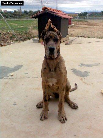 Foto del perro Neska