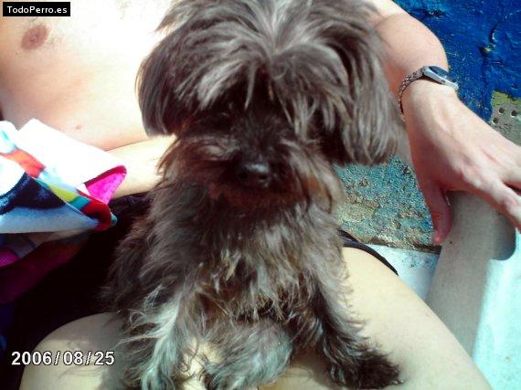 La foto del perro Gomita Foto del perro Gomita