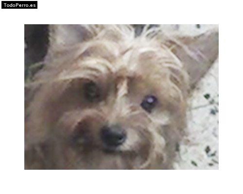 La foto del perro Greta Foto del perro Greta