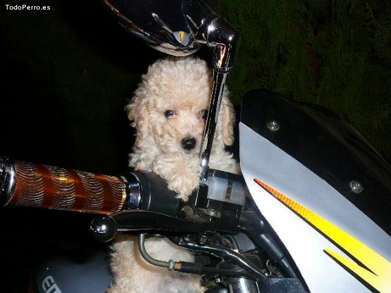 Foto del perro Mochito