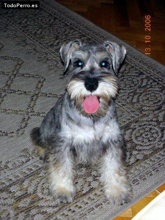 La foto del perro Lulo Foto del perro Lulo