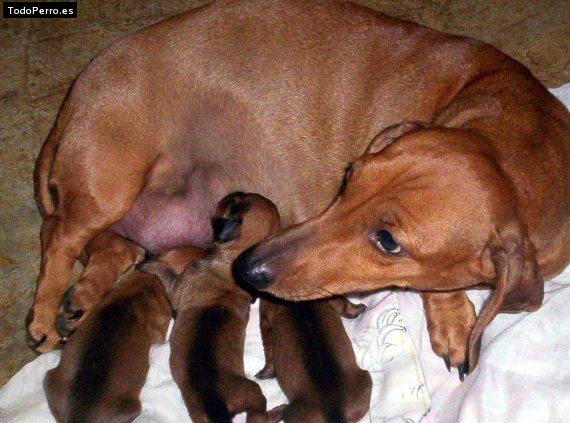 Foto del perro Muñeca