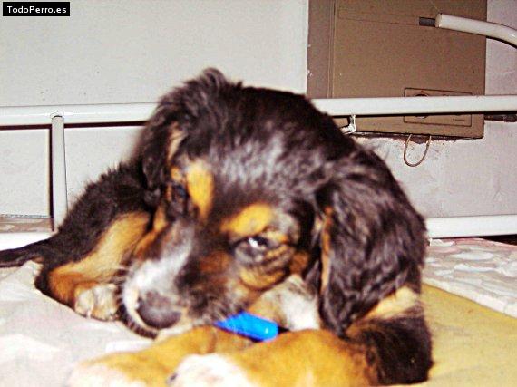 La foto del perro Garua Foto del perro Garua