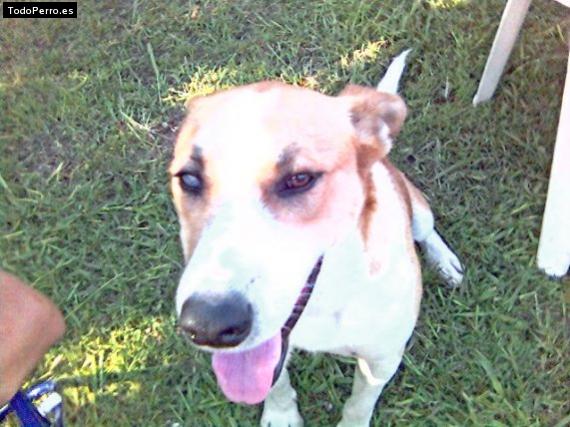 La foto del perro Cliford Foto del perro Cliford