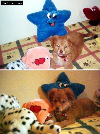 La foto del perro Rubi Foto del perro Rubi