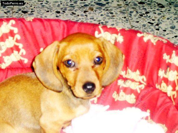 Foto del perro Juanito
