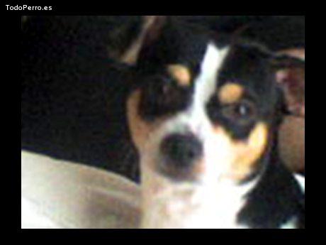 La foto del perro Guillermo Foto del perro Guillermo