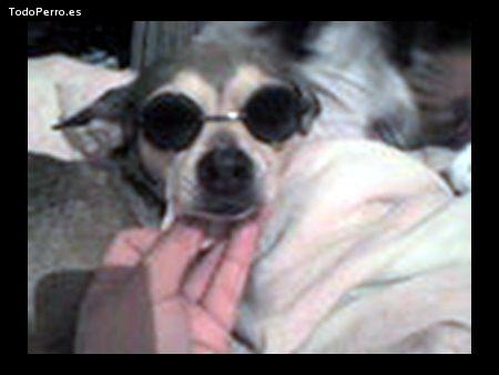 Foto del perro Candy