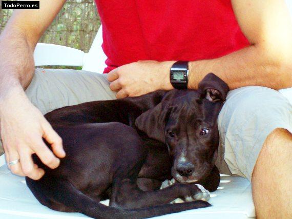 Foto del perro Sasha
