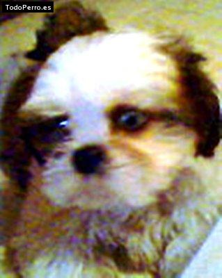 Foto del perro Homero