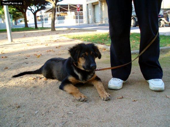 Foto del perro Rocky