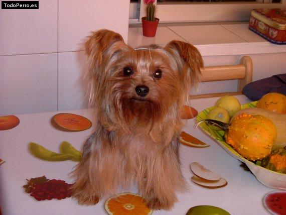 La foto del perro Chuki Foto del perro Chuki