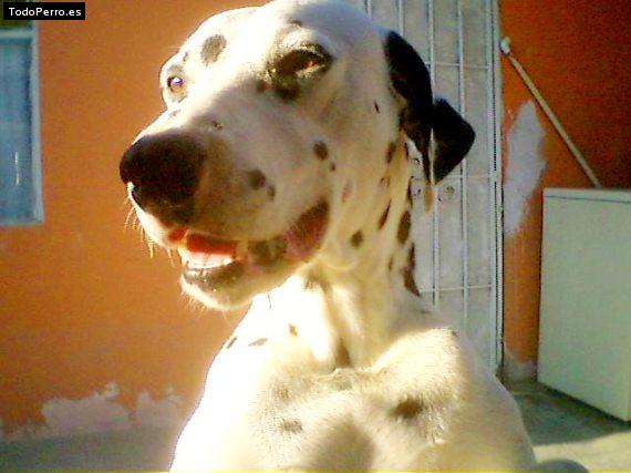 Foto del perro Samuel