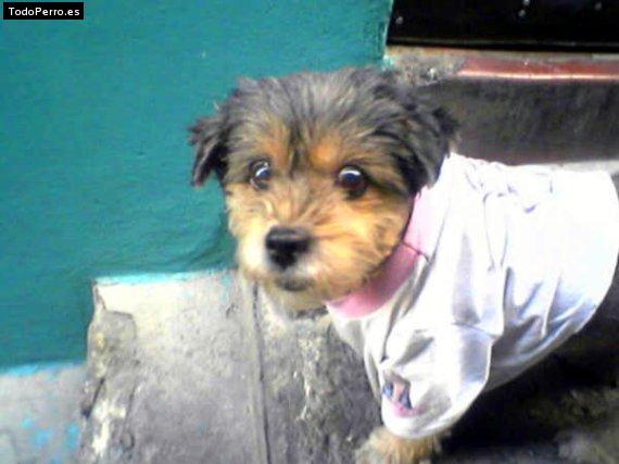 Foto del perro Muñeca