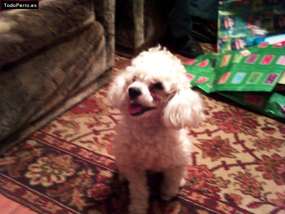 Foto del perro Martin