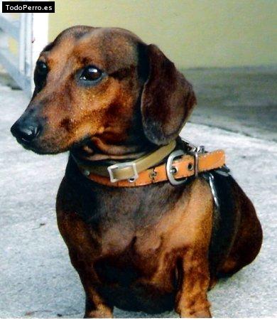 Foto del perro Rex