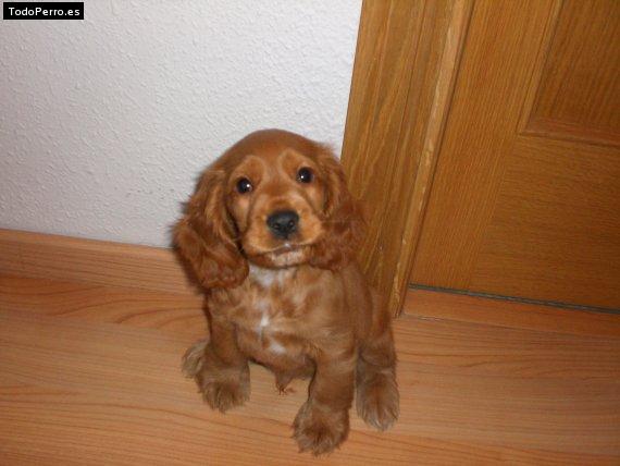Foto del perro Nilo