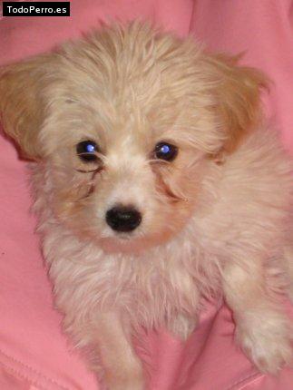 Foto del perro Michi