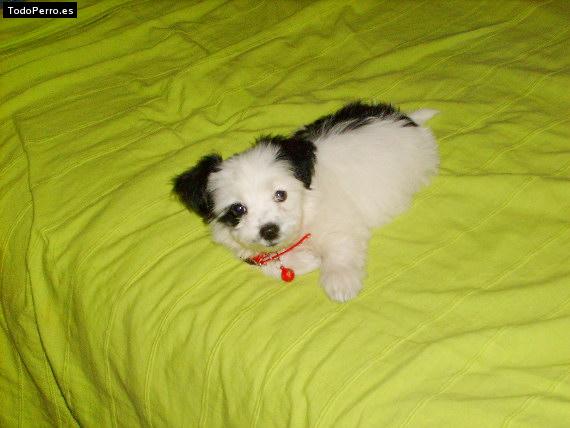 Foto del perro Mininya