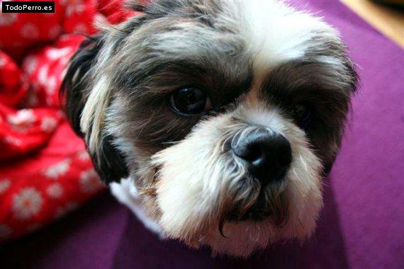 Foto del perro Jomer