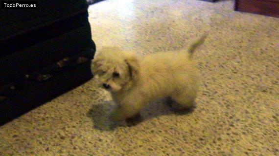 Foto del perro Osito