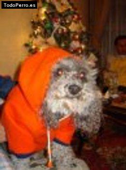 Foto del perro Pakita