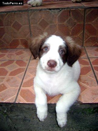 La foto del perro Gorda Foto del perro Gorda