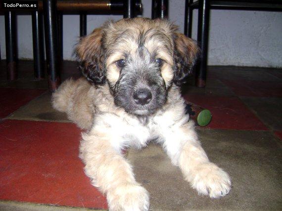 Foto del perro Muñeca