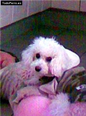 Foto del perro Maria kalas