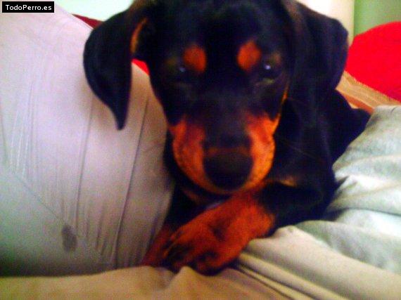 Foto del perro Nina