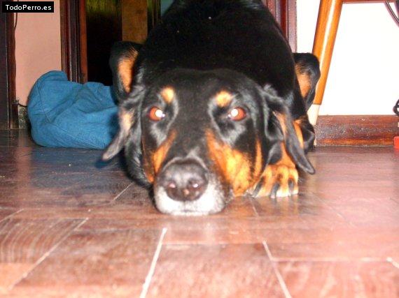 Foto del perro Morena