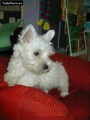 Foto del perro Nikita