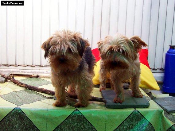 La foto del perro Joaquin y tomas Foto del perro Joaquin y tomas