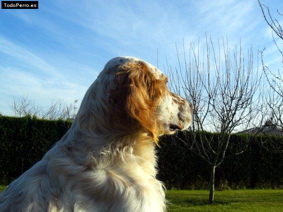 La foto del perro
