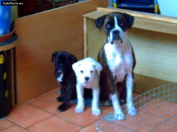 La foto del perro Gara Foto del perro Gara