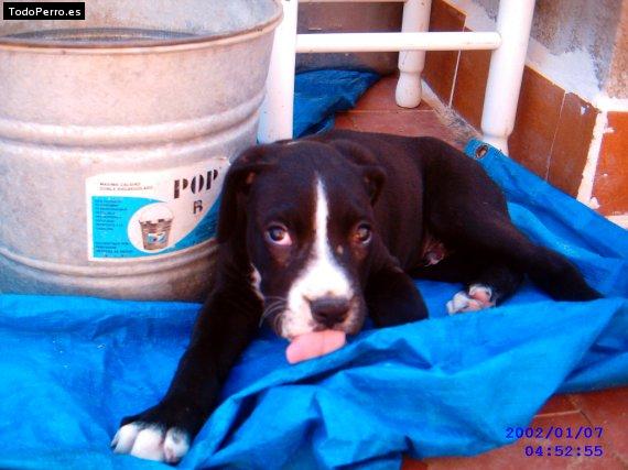 Foto del perro Draco