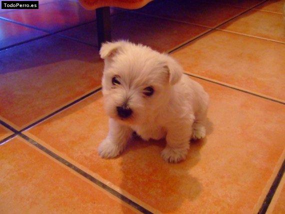 Foto del perro Nuka