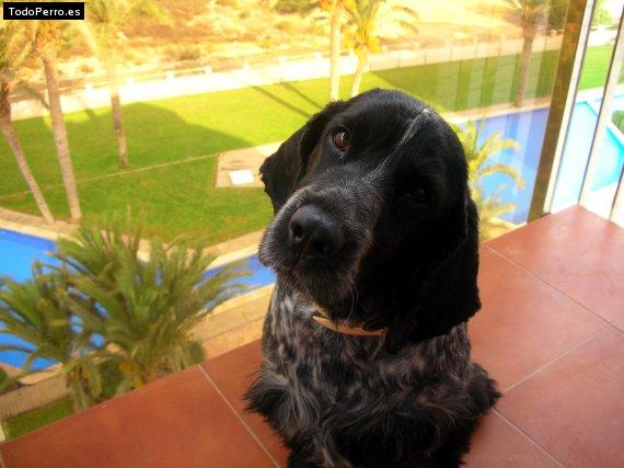 Foto del perro Coke