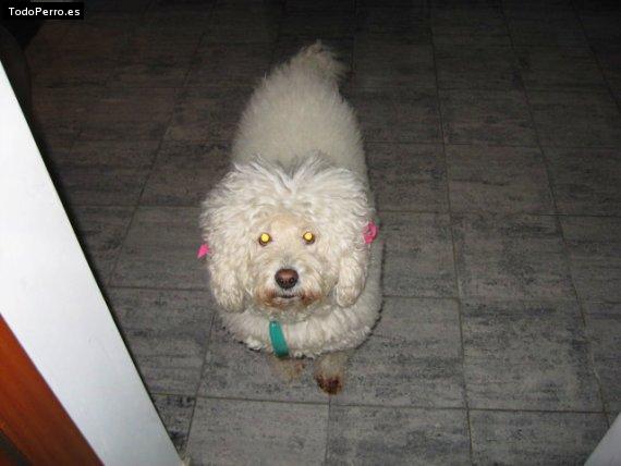 Foto del perro Cindy