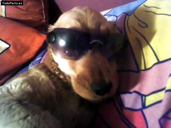Foto del perro Cunfite