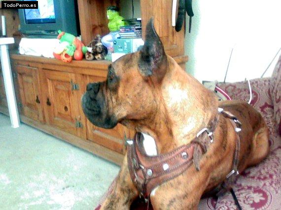 Foto del perro Rocko