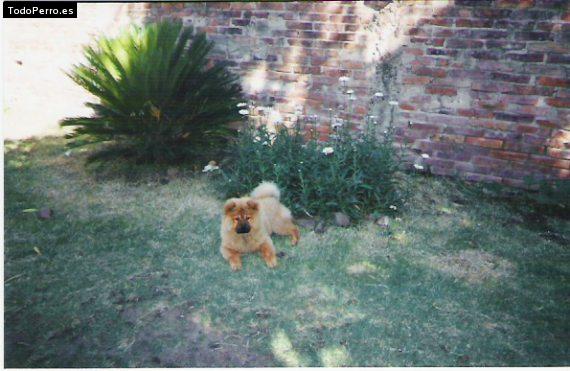 La foto del perro Uganda Foto del perro Uganda