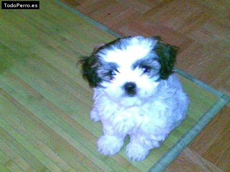 Foto del perro Shatza