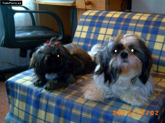 Foto del perro Shiryu y susy