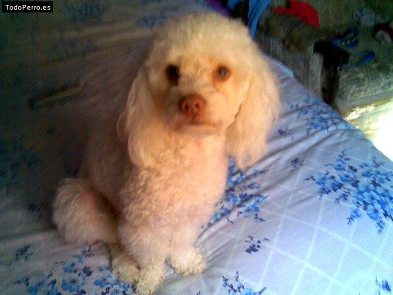 Foto del perro Chester